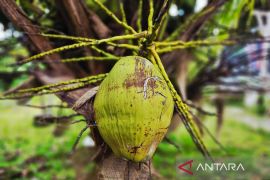 Pemkab Natuna menyiapkan lahan 500 ha untuk pengembangan tanaman kelapa