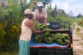 BRIN dan peneliti dunia bahas pemuliaan spesies pisang