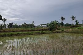 BPS catat luas panen padi Lampung di 2025 mencapai 596,02 ribu hektare