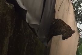 Macan tutul masuk permukiman lukai dua warga Kabupaten Bandung