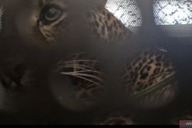 Macan tutul Pacet dievakuasi oleh BKSDA Jabar