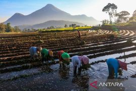 Aliran KUR BRI di Sawah Rakyat, Menumbuhkan Ekonomi dan Ketahanan Pangan Nasional