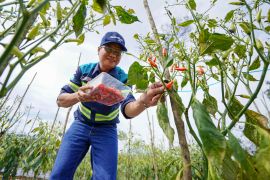 SIS-YABN village development program first harvests tiung chili
