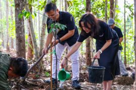 Otorita IKN libatkan swasta pulihkan pohon endemik Kalimantan