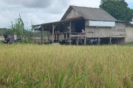 Produksi beras petani di Babel turun 17,02 persen