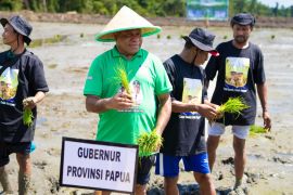 Penduduk Papua yang bekerja naik 14,32 ribu orang pada 2025