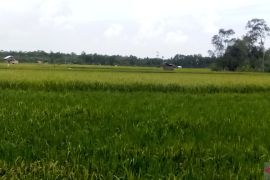 Petani di Bangka berhasil olah sawah bekas tambang timah