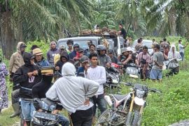 Masyarakat panen paksa buah sawit di kebun PT LTT