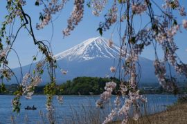 Festival bunga sakura dengan pemandangan gunung Fuji dibatalkan