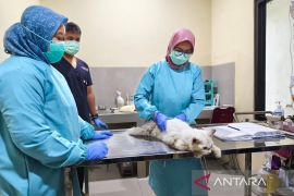 Pemkot Cirebon menggencarkan layanan puskeswan cegah penularan penyakit