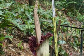 Bunga bangkai raksasa Amorphopallus titanum mekar di Kebun Raya Bogor