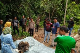 Kemenhut panggil pihak perusahaan terkait kematian gajah di Riau