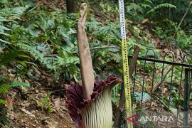 Bunga bangkai raksasa Amorphopallus titanum mekar di Kebun Raya Bogor