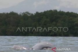 Indonesia prepares emergency measures to save Mahakam dolphins
