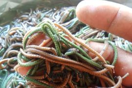 Ribuan warga turun ke laut Mandalika Lombok berburu nyale