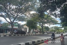 Ada 200 pohon di sepanjang ring road Bantul rawan tumbang