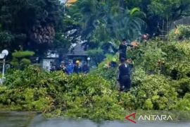 Selama Januari 2026, 102 pohon tumbang akibat cuaca ekstrem di Makassar