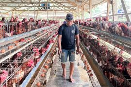 Pemkab Donggala ajak peternak ayam rutin jaga kebersihan kandang