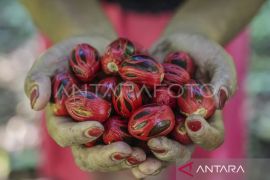 Maluku jadikan industri kelapa dan pala dukung hilirisasi pertanian