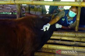 Kementan alokasikan 151 ribu dosis vaksin di Jabar demi kendalikan PMK