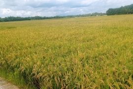 Panen patenai Lebak tembus 21.014 hektare, penuhi ketersediaan pangan.