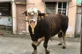 Pemprov Sumsel terima 41 ribu dosis vaksin PMK jelang Idul Adha