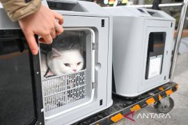 Chongqing luncurkan layanan transportasi hewan peliharaan saat Imlek