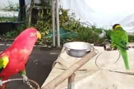 BKSDA Maluku amankan empat satwa jenis burung  dilindungi di Pasar Malam Halmahera Utara