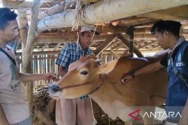 Sampang gencarkan pemeriksaan kesehatan hewan untuk cegah PMK