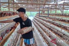 Pimpinan DPRK Aceh Tamiang dorong warga kembangkan UMKM ayam petelur