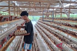 Ternak ayam petelur potensi ekonomi Aceh Tamiang bangkit dari bencana