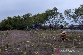 Pemkot Pekalongan merestorasi kawasan Mangrove Park cegah banjir dan rob