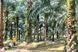 Peneliti: Sawit kunci pemulihan ekonomi pascabencana di Sumatera