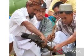 Pandji Pragiwaksono tuntas jalani sanksi adat di Toraja