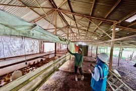 Lebih dari 390 ribu pelanggan manfaatkan program Electrifying Agriculture dan Marine PLN hingga 2025