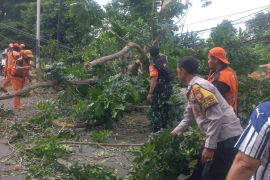 Sebuah pohon tumbang timpa mobil di TB Simatupang