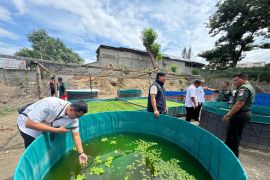 Kodam Palaka Wira kembangkan budidaya bioflok dukung ketahanan pangan
