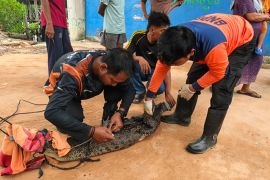 Seekor buaya terjerat alat pancing warga di Bintan berhasil diselamatkan