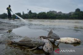 DLH Banten targetkan pembersihan pestisida di Cisadane dua pekan