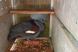 24 ekor burung dilindungi disita, Kemenhut tangkap pedagang di Sulut