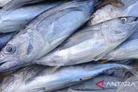 Pemprov Maluku kampanyekan konsumsi cabai kering dan ikan beku