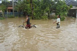 Banjir menerjang delapan kecamatan di Jember