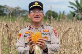 Polsek Tapin Utara panen jagung pakan kuartal IV