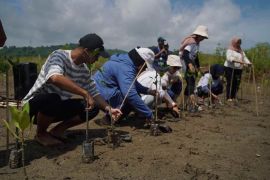 Pertamina Patra Niaga Integrated Terminal Ampenan tanam 1000 mangrove
