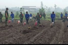 Jaga ketahanan pangan, TNI tanam jagung di Puncu Kabupaten Kediri