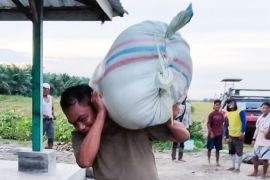 Serdang Bedagai bertahan posisi pertama produksi padi di Sumut