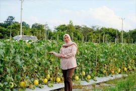Ketua TP PKK Barito Utara minta petani kembangkan golden melon