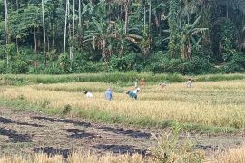 Pemkab Pasaman Barat targetkan produksi padi 85.588 ton pada 2026