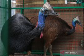 Gakkum Kemenhut amankan burung dilindungi dari perdagangan ilegal di Sulut