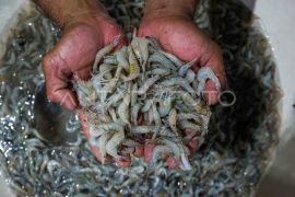 KKP menyiapkan strategi memperluas akses pasar produk perikanan pada 2026